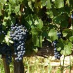 Sonoma Napa Valley - Grapevine