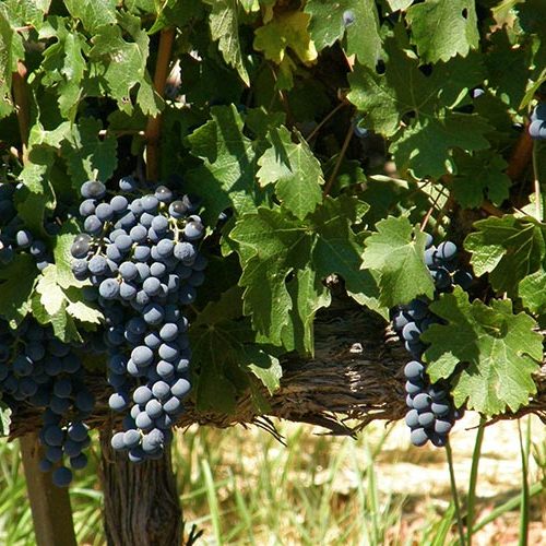 Sonoma Napa Valley - Grapevine