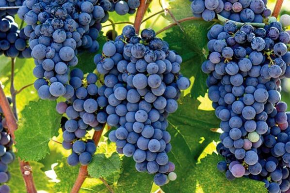 Sonoma Napa Valley Grapes